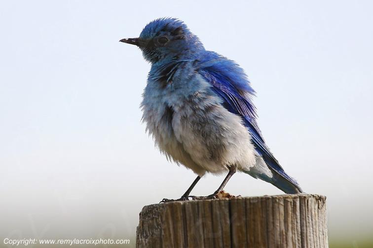 Mountain bluebird Waterton Lakes National Park Alberta Canada