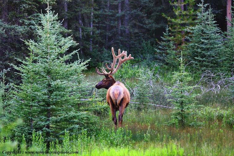 Cerf de Virginie Banff National Park Alberta Canada www.remylacroixphoto.com