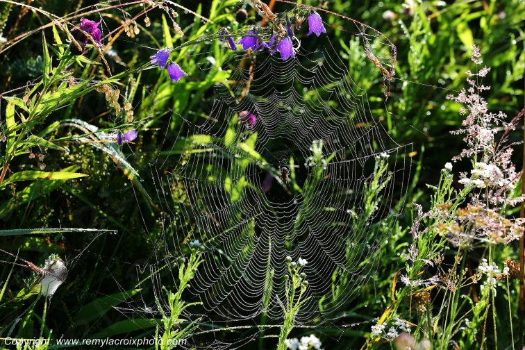 Toiles d'araign�e insectes Aubrac Loz�re www.remylacroixphoto.com