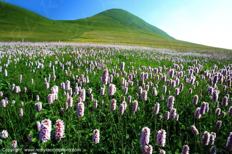 Puy de la Tache renou�es bistortes Puy de D�me Auvergne Rh�ne-Alpes France www.remylacroixphoto.com