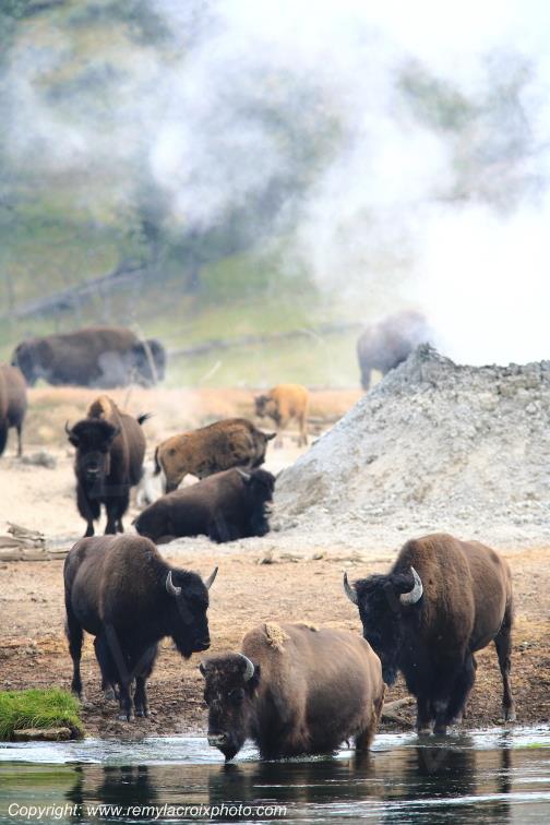 Bison d'Am�rique american buffalo Yellowstone River www.remylacroixphoto.com