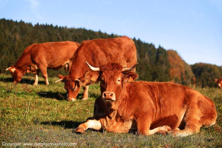 Vassivi�re Quenouille Vaches Limousines Haute Vienne Limousin Nouvelle Aquitaine France www.remylacroixphoto.com