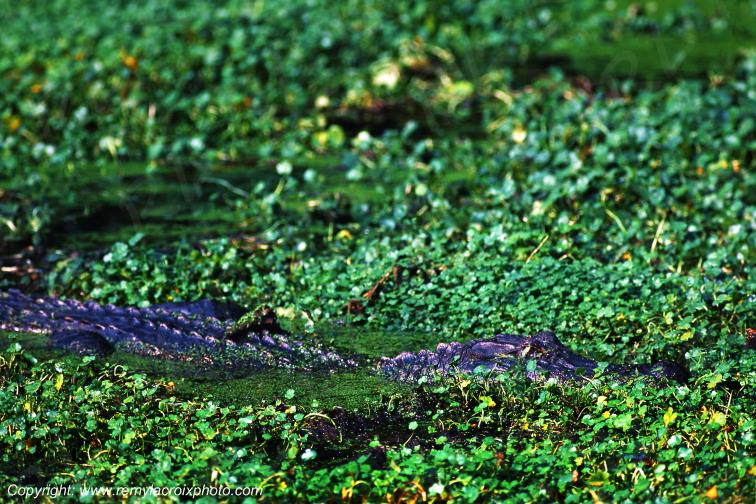 Alligator bayou Martin Lake Lousiane USA www.remylacroixphoto.com