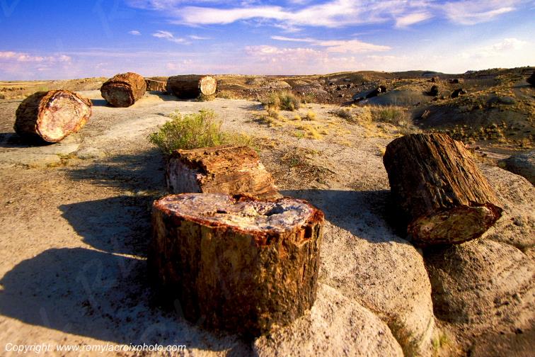 Petrified Forest National Park Crystal Forest Arizona USA