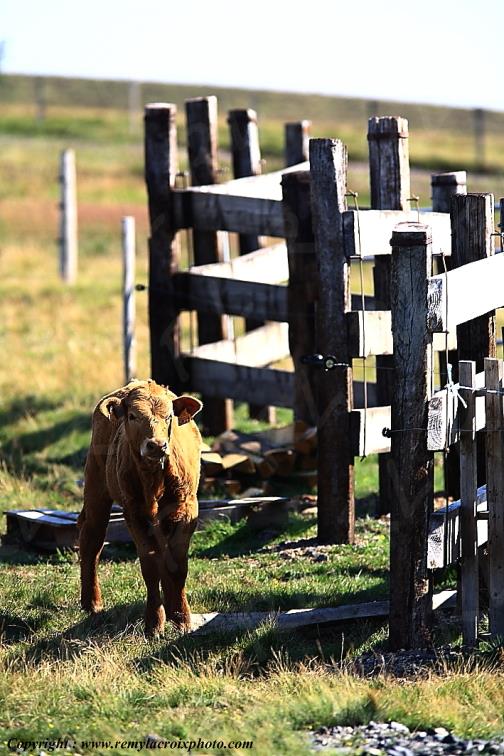 Col du B�al vaches Salers Livradois Forez Puy de D�me Auvergne Rh�ne-Alpes France www.remylacroixphoto.com