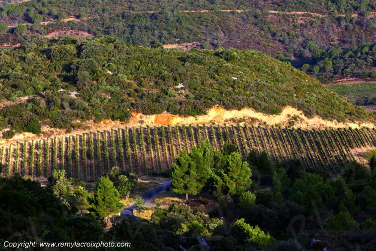 Vignoble du Haut-Fitou Corbi�res Aude France