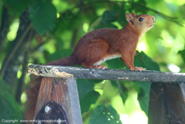 Ecureuil roux Val de Bouzanne Indre Berry Centre Val de Loire France www.remylacroixphoto.com
