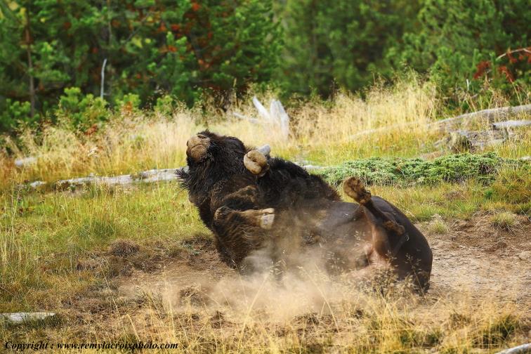Bison North American Buffaloes Hayden Valley Yellowstone National Park Wyoming USA www.remylacroixphoto.com