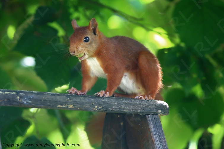 Ecureuil roux Val de Bouzanne Indre Berry Centre Val de Loire France www.remylacroixphoto.com