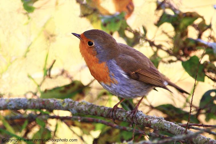 Rouge-gorge red-throated flycatcher Parnay Cher Centre Val de Loire France www.remylacroixphoto.com