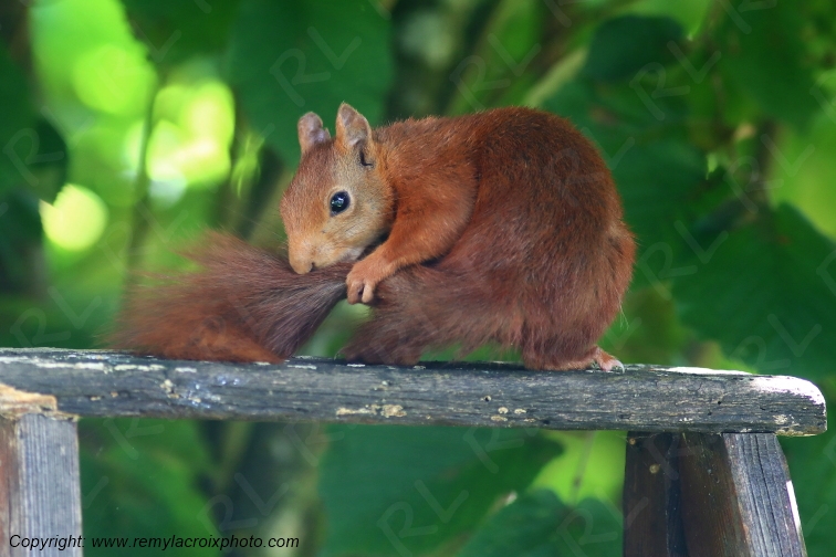 Ecureuil roux Val de Bouzanne Indre Berry Centre Val de Loire France www.remylacroixphoto.com