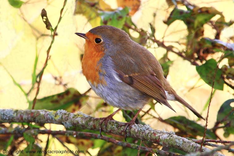 Rouge-gorge red-throated flycatcher Parnay Cher Centre Val de Loire France www.remylacroixphoto.com
