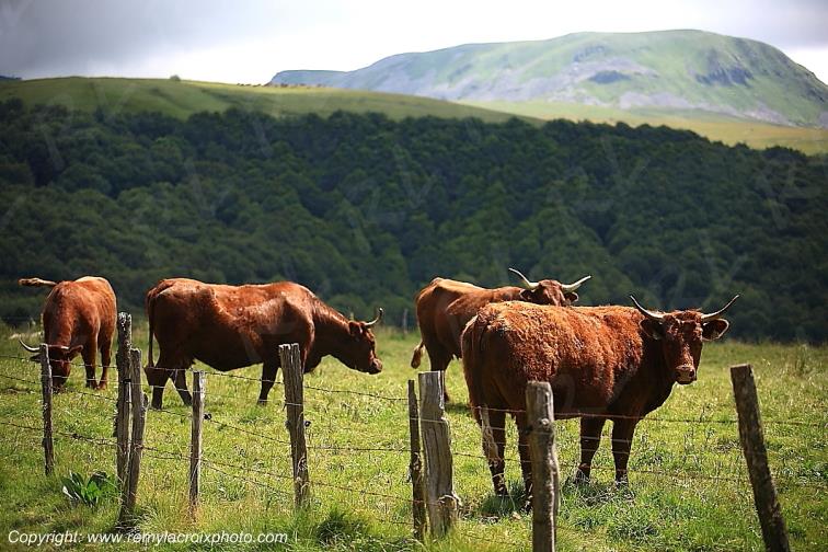 Vall�e glaci�re de la Fontaine Sal�e Vaches Salers Puy de D�me Auvergne Rh�ne-Alpes France www.remylacroixphoto.com