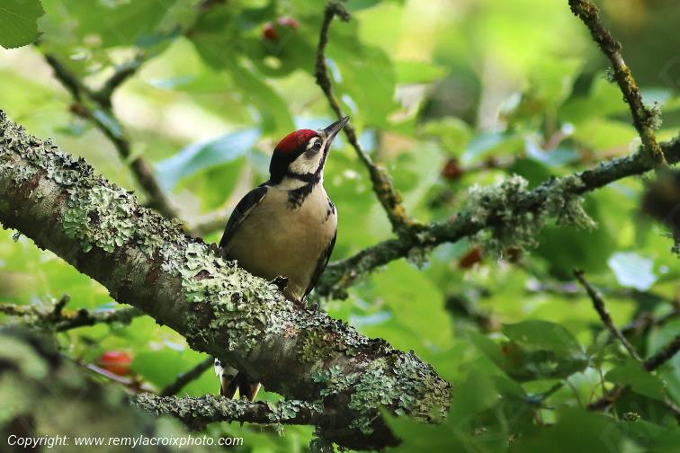 Pic Epeiche Tranzault Val de Bouzanne Centre Val de Loire France www.remylacroixphoto.com