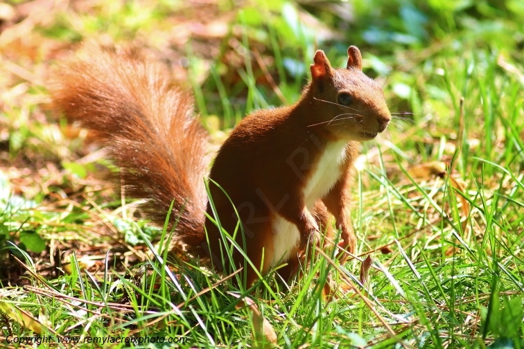 Ecureuil roux Val de Bouzanne Indre Berry Centre Val de Loire France www.remylacroixphoto.com