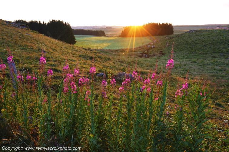 Col de Bonnecombe Aubrac Loz�re Languedoc-Roussillon Occitanie France www.remylacroixphoto.com