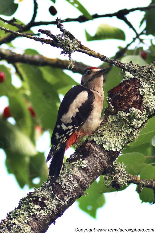 Pic Epeiche Tranzault Val de Bouzanne Centre Val de Loire France www.remylacroixphoto.com