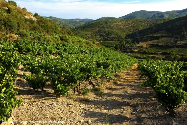 Vignoble du Haut-Fitou Corbi�res Aude France