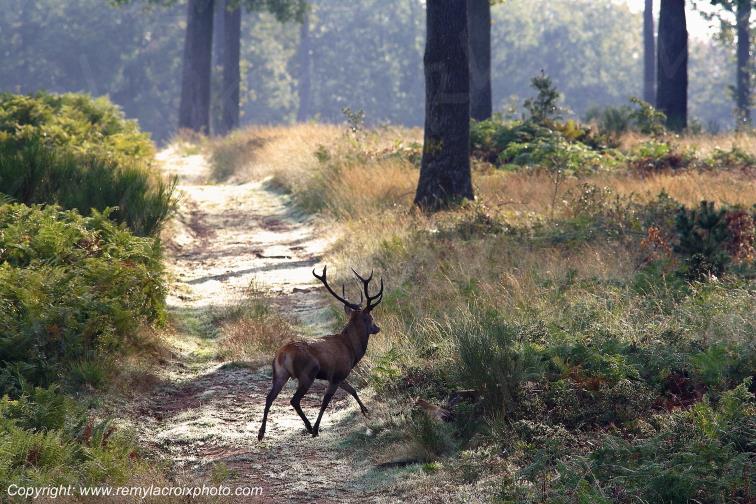 Tron�ais cerf for�t Allier Auvergne Rh�ne-Alpes France www.remylacroixphoto.com
