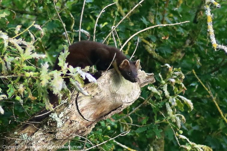 Martre des pins Val de Bouzanne Indre Berry Centre Val de Loire France www.remylacroixphoto.com