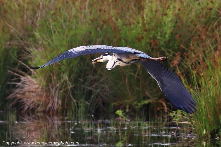 H�ron cendr� en vol Parc Naturel R�gional de la Brenne Centre Val de Loire France www.remylacroixphoto.com