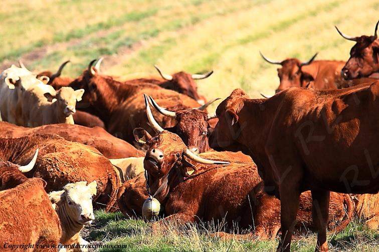 Col du B�al vaches Salers Livradois Forez Puy de D�me Auvergne Rh�ne-Alpes France www.remylacroixphoto.com