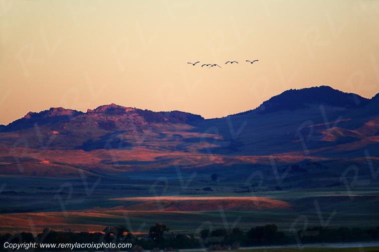 Flight of Wild Geese near Cascade Montana USA www.remylacroixphoto.com