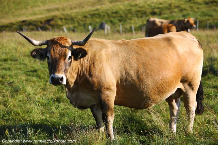 Col de la Matte vache Aubrac Cantal Auvergne Rh�ne-Alpes France www.remylacroixphoto.com
