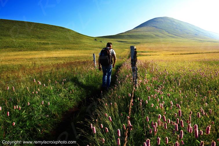 Puy de la Tache Col de la Croix Saint Robert renou�es bistortes Puy de D�me Auvergne Rh�ne-Alpes France www.remylacroixphoto.com