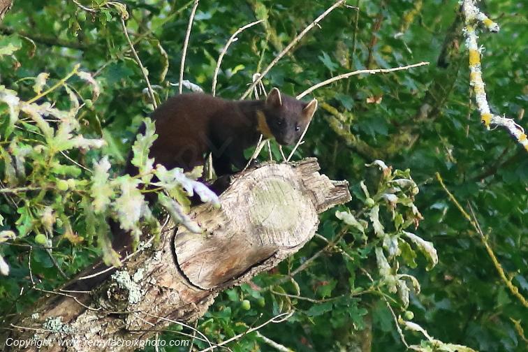 Martre des pins Val de Bouzanne Indre Berry Centre Val de Loire France www.remylacroixphoto.com