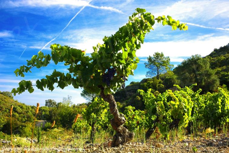 Vignoble du Haut-Fitou Corbi�res Aude France