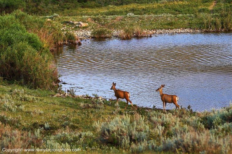 Cypress Lake Biches Deer Great Plains Grandes Plaines Saskatchewan Canada www.remylacroixphoto.com