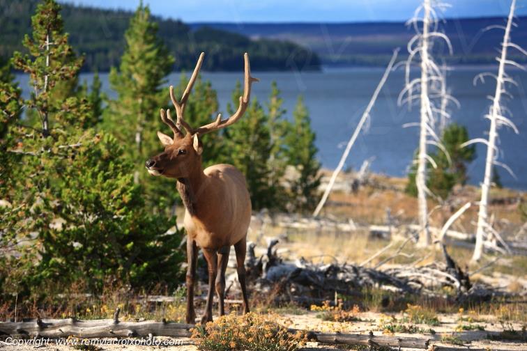 Wapiti Yellowstone Lake Yellowstone National Park Wyoming USA www.remylacroixphoto.com