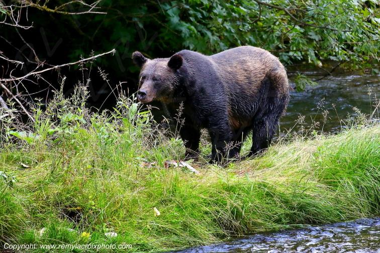 Grizzly Bear Ours Brun Fish Creek Alaska USA www.remylacroixphoto.com