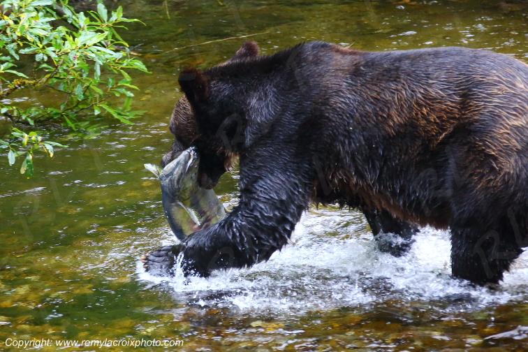 Grizzly Salmon Fish Creek Alaska USA www.remylacroixphoto.com #grizzly #alaska #salmon #fishcreek