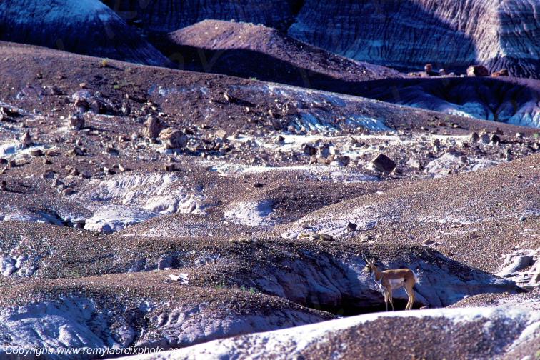 Pronghorn antilope d'Am�rique Petrified Forest National Park Utah USA