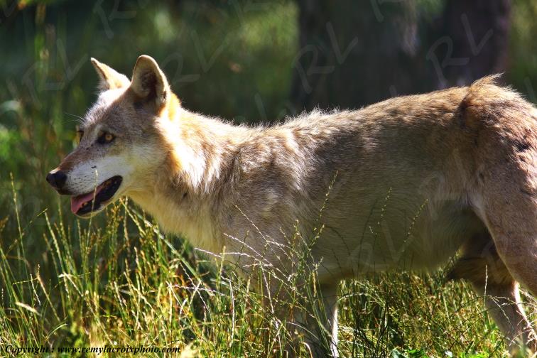 Les loups du G�vaudan Sainte Lucie Loz�re Languedoc-Roussillon Occitanie France www.remylacroixphoto.com
