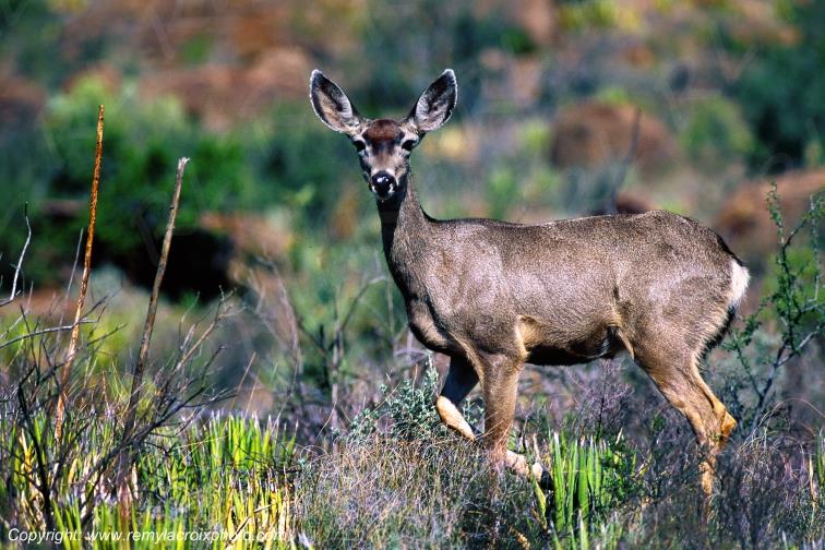 Big Bend Nationall Park Mule Deer Texas USA www.remylacroixphoto.com