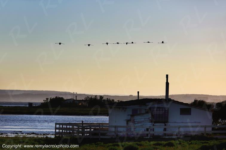 Port Saint Louis du Rh�ne Camargue Famants-roses Bouches du Rh�ne Provence Alpes C�te d'Azur France www.remylacroixphoto.com