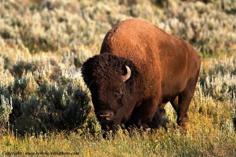 Bison American Buffalo Hayden Valley Yellowstone National Park Wyoming USA www.remylacroixphoto.com