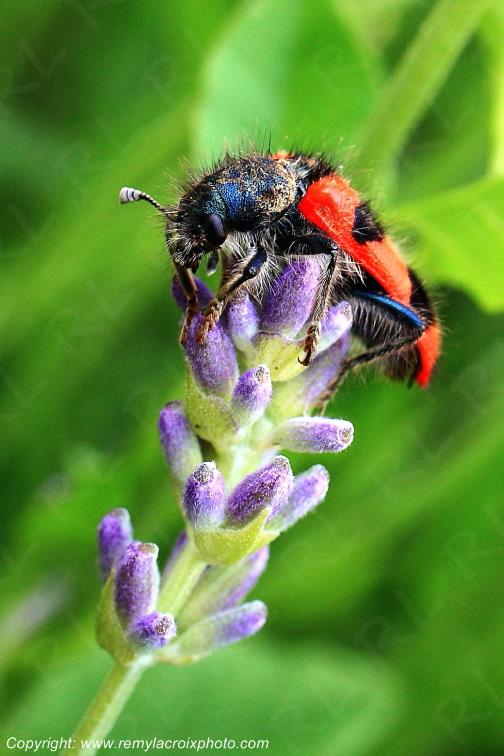 Clairon des ruches Trichodes alvearius www.remylacroixphoto.com