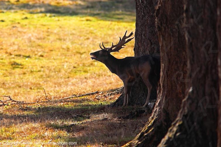 Saint Brisson Maison du Parc Morvan Daim Europ�en Dama Dama Ni�vre Bourgogne Franche Comt� France www.remylacroixphoto.com