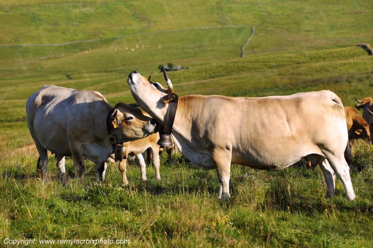 Col de la Matte vaches Aubrac Cantal Auvergne Rh�ne-Alpes France www.remylacroixphoto.com