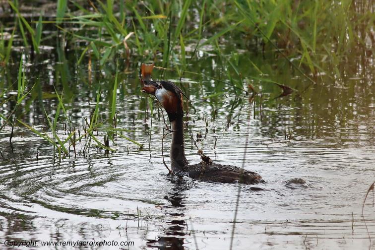Gr�be hupp� Parc Naturel R�gional de la Brenne Centre Val de Loire France www.remylacroixphoto.com