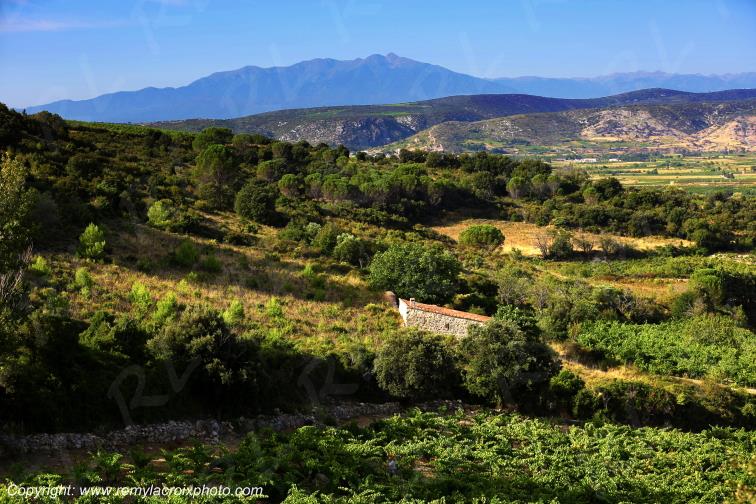 Vignoble du Haut-Fitou Corbi�res Aude France