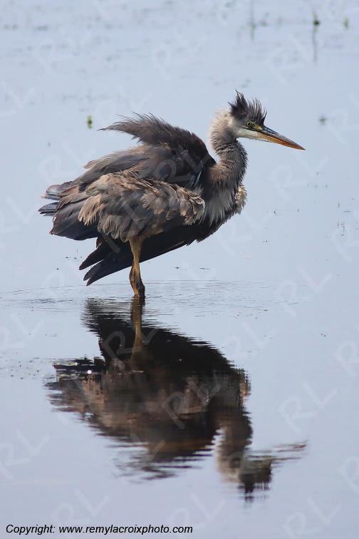 H�ron poupr� Parc Naturel R�gional de la Brenne Centre Val de Loire France www.remylacroixphoto.com