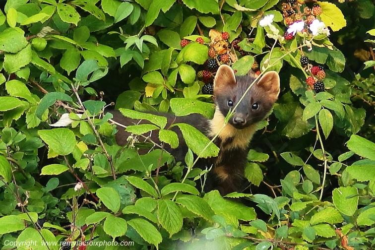 Martre des pins Val de Bouzanne Indre Berry Centre Val de Loire France www.remylacroixphoto.com