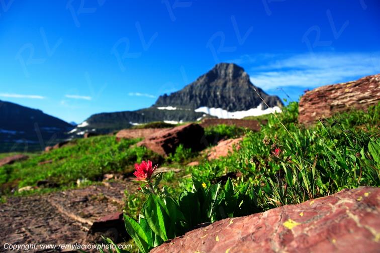 Red Paintbrush Flower Logan Pass Glacier National Park Montana USA www.remylacroixphoto.com