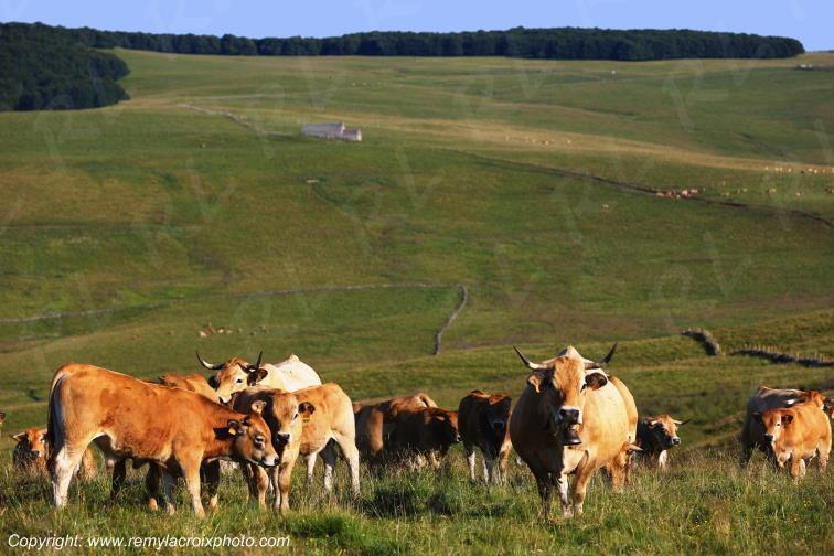 Col de la Matte vaches Aubrac Cantal Auvergne Rh�ne-Alpes France www.remylacroixphoto.com