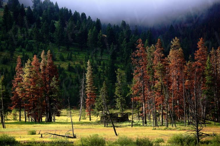 Rocky Mountains Lewis and Clark Pass Montana USA www.remylacroixphoto.com